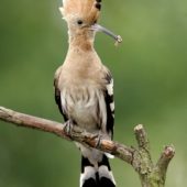 Dudek, Hoopoe, Upupa epops, Kuźnica Warężyńska, Dąbrowa Górnicza, SLK, 21.06.2008 (3) (Polska, Poland)