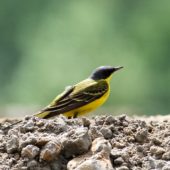 Pliszka żółta tundrowa,  Yellow Wagtail, Motacilla flava thunbergi, Mucharz, MŁP, 18.05.2013 (Polska, Poland)