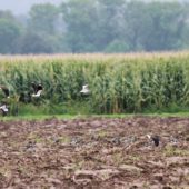 Czajka towarzyska, Sociable Lapwing, Vanellus gregarius, Bojanów, SLK, 22.09.2014 (1) (Poland)
