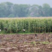 Czajka towarzyska, Sociable Lapwing, Vanellus gregarius, Bojanów, SLK, 22.09.2014 (2) (Poland)