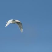 Mewa blada, Glaucous Gull, Larus hyperboreus, Hel, POM, 04.03.2012 (3)