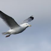 Mewa srebrzysta, Herring Gull, Larus argentatus, Hel, POM, 04.03.2012 (1)
