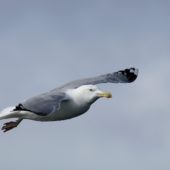 Mewa srebrzysta, Herring Gull, Larus argentatus, Hel, POM, 04.03.2012 (3)