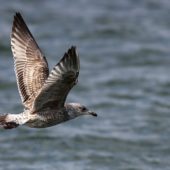 Mewa srebrzysta, Herring Gull, Larus argentatus, Hel, POM, 04.03.2012 (6)