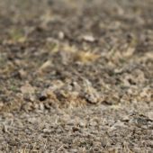 Mornel, Dotterel, Charadrius morinellus, Sułoszowa, MŁP, 01.09.2013 (3) (Polska, Poland)