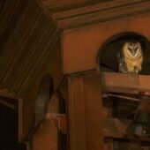 Płomykówka, Barn Owl, Tyto alba