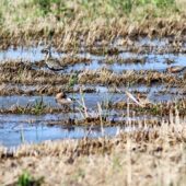 Siewka złotawa, Pacific Golden Plover, Pluvialis fulva, ŁĄszka, POM, 15.07.2013 (Polska, Poland)