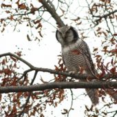 Sowa jarzębata, Hawk Owl, Surnia ulula, Pniewo, MAZ,  05.11.2013 (1) (Polska, Poland)