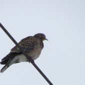 Turkawka wschodnia, Oriental Turtle Dove, Streptopelia orientalis, Suchedniów,  05.04.2013 (Polska, Poland)