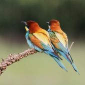 Żołna, Bee-eater, Merops apiaster, Świerklaniec, SLK, 21.05.2013 (3) (Polska, Poland)