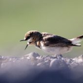 Białorzytka płowa, Isabelline Wheatear, Oenanthe isabellina, Vashlovani, Gruzja, 05.06.2013 (Georgia)