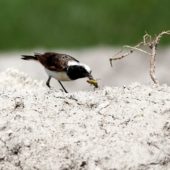 Białorzytka rdzawa, Black-eared Wheatear, Oenanthe hispanica melanoleuca, David Gareji, Gruzja, 06.06.2013 (Georgia)