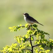 Siwerniak, Water pipit, Anthus spinoletta coutellii, Kazbegi, Gruzja, 02.06.2013 (1) (Georgia)