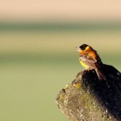 Trznadel czarnogłowy, Black-headed Bunting, Emberiza melanocephala, Vashlovani, Gruzja, 04.06.2013 (2) (Georgia)