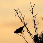 Trznadel czarnogłowy, Black-headed Bunting, Emberiza melanocephala, Vashlovani, Gruzja, 04.06.2013 (5) (Georgia)