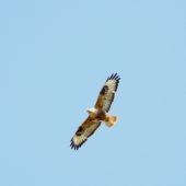 Kurhannik, Long-legged Buzzard, Buteo rufinus, Vashlovani, Gruzja, 04.06.2013 (Georgia)