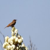Drozdówka rdzawa, Rufous-tailed Scrub Robin, Cercotrichas galactotes syriaca, Vashlovani, Gruzja, 05.06.2013 (Georgia)