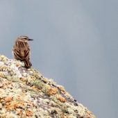 Siwerniak, Water pipit, Anthus spinoletta coutellii, Kazbegi, Gruzja, 02.06.2013 (2) (Georgia)