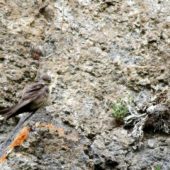 Jaskółka skalna, Crag Martin, Ptyonoprogne rupestris, Kobi, Gruzja, 03.06.2013 (Georgia)