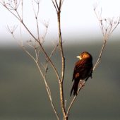 Trznadel czarnogłowy, Black-headed Bunting, Emberiza melanocephala, Vashlovani, Gruzja, 04.06.2013 (4) (Georgia)