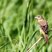 Trznadel czarnogłowy, Black-headed Bunting, Emberiza melanocephala, Vashlovani, Gruzja, 04.06.2013 (3) (Georgia)