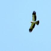 Orzełek, Booted Eagle, Hierraetus pennatus, Borjomi, Gruzja, 06.06.2013 (Georgia)
