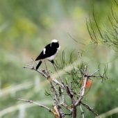 Białorzytka pstra, Pied Wheatear, Oenanthe pleschanka, David Gareji, Gruzja, 06.06.2013 (1) (Georgia)