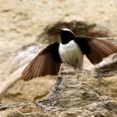 Białorzytka pstra, Pied Wheatear, Oenanthe pleschanka, David Gareji, Gruzja, 06.06.2013 (3) (Georgia)
