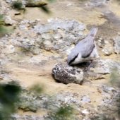 Kowalik skalny, Rock Nuthutch, Sitta neumayer, David Gareji, Gruzja, 06.06.2013 (Georgia)