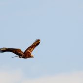 Orzeł cesarski, Imperial Eagle, Aquila heliaca, Vashlovani, Gruzja, 04.06.2013 (Georgia)