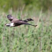 Bernikla obrożna, Brant Goose, Branta bernicla, Myszków, SLK, 08.07.2013