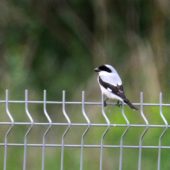 Dzierzba czarnoczelna, Lesser Grey Shrike, Lanius minor, Żory, SLK, 13.05.2014