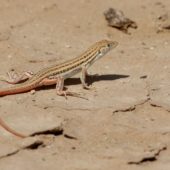Jaszczurka Sahara Zachodnia 2