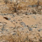 Jaszczurka Sahara Zachodnia 3