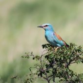 Kraska, Roller, Coracias garrulus, Vashlovani NP, Gruzja, 04.06.2013 (Georgia)