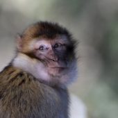 Makak berberyjski, Barbary macaque, Macaca sylvanus, Ifrane, Maroko, 09.03.2016 (4) (Morocco)