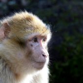 Makak berberyjski, Barbary macaque, Macaca sylvanus, Ifrane, Maroko, 09.03.2016 (7) (Morocco)