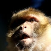Makak berberyjski, Barbary macaque, Macaca sylvanus, Ifrane, Maroko, 09.03.2016 (9) (Morocco)