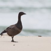 Bernikla obrożna, Brant Goose, Branta bernicla, Władysławowo, POM, 24.09.2014