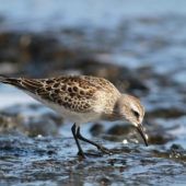 Biegus białorzytny, White-rumped Sandpiper, Calidris fuscicollis, Corvo, Azory, Portugalia, 02.10.2014 (1) (Azores, Portugal)