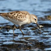 Biegus białorzytny, White-rumped Sandpiper, Calidris fuscicollis, Corvo, Azory, Portugalia, 02.10.2014 (2) (Azores, Portugal)