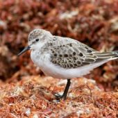 Biegus malutki, Little Stint, Calidris minuta, Corvo, Azory, Portugalia, 06.10.2014 (1) (Azores, Portugal)
