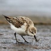 Biegus malutki, Little Stint, Calidris minuta, Corvo, Azory, Portugalia, 06.10.2014 (2) (Azores, Portugal)