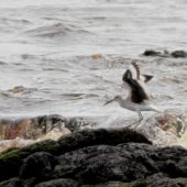 Błotowiec, Willet, Tringa semipalmata, Sao Miguel, Azory, Portugalia, 10.10.2014 (1) (Azores, Portugal)
