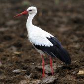 Bocian biały, White Stork, Ciconia ciconia, Gołuchowice, SLK, 27.08.2013