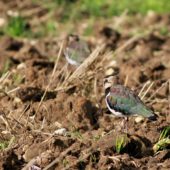Czajka, Lapwing, Vanellus vanellus, Gołuchowice, SLK, 27.08.2014