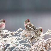 Czeczotka, Common Redpoll, Carduelis flammea, Dąbrowa Górnicza, SLK, 23.01.2014