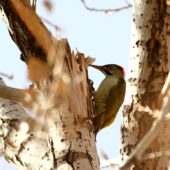 Dzięcioł algierski, Levaillant's Woodpecker, Picus vaillantii, Oukaimeden, Maroko, 24.11.2012 (Morocco)