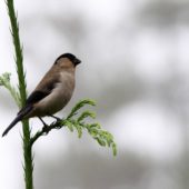 Gil azorski, Azores Bullfinch, Pyrrhula murina, Sao Miguel, Azory, Portugalia, 30.09.2014 (1) (Azores, Portugal)