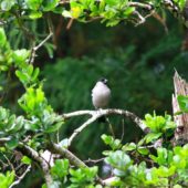 Gil azorski, Azores Bullfinch, Pyrrhula murina, Sao Miguel, Azory, Portugalia, 30.09.2014 (2) (Azores, Portugal)